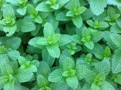 mint